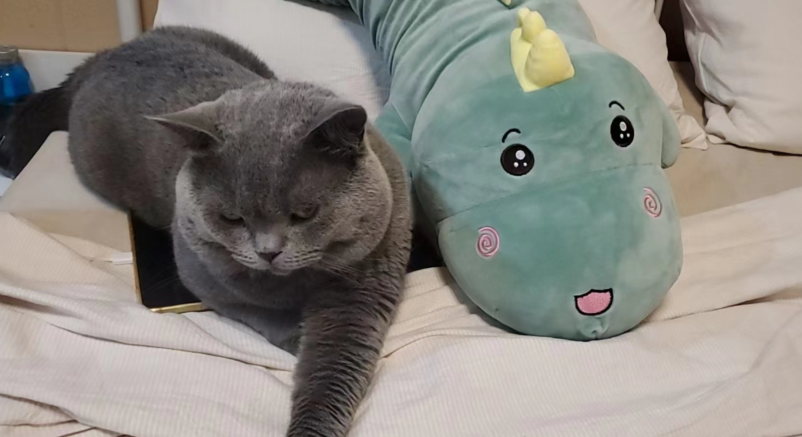 猪咪三连