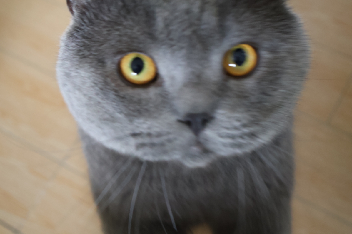 二八照片大分享 -爱猫人士速进