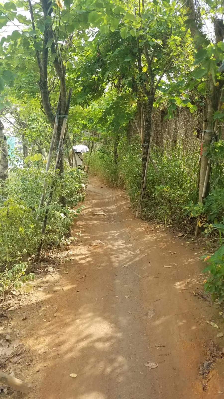 每天走近路抄小道去公司
