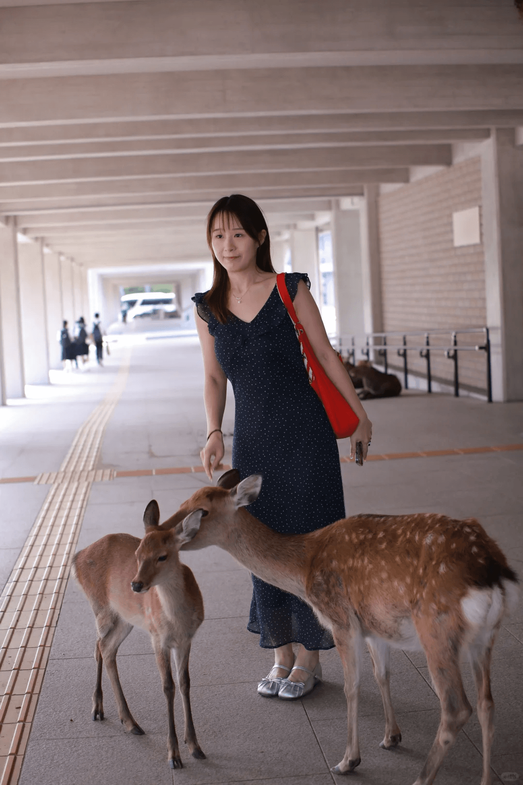 奈良抓拍